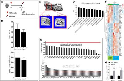 Resolvin D1 improves allograft osteointegration and directly enhances osteoblasts differentiation